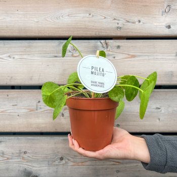 Pilea peperomioides (pilea) ´MOJITO´, kont. C1L, výška: 15-20 cm